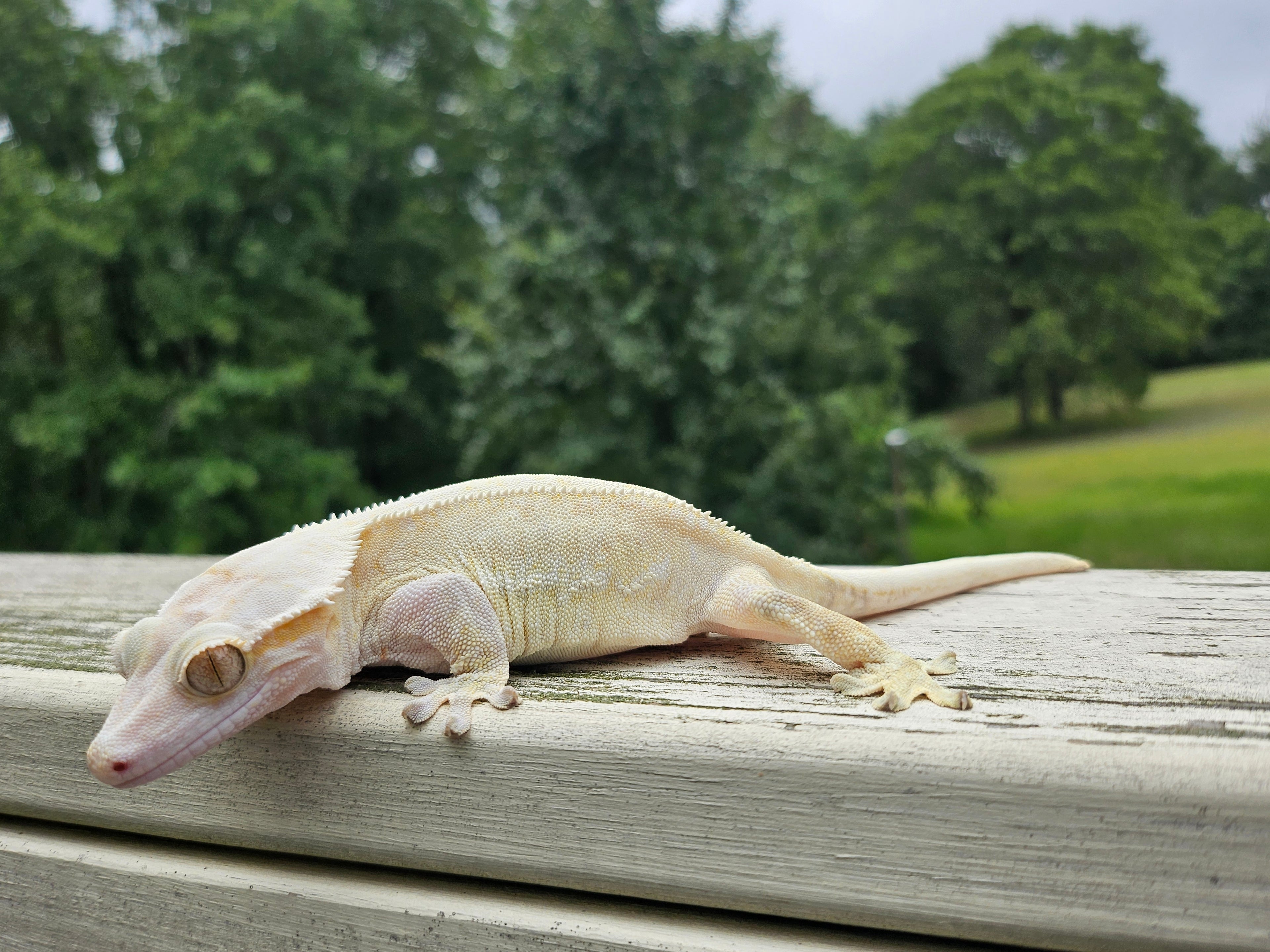 Snow White