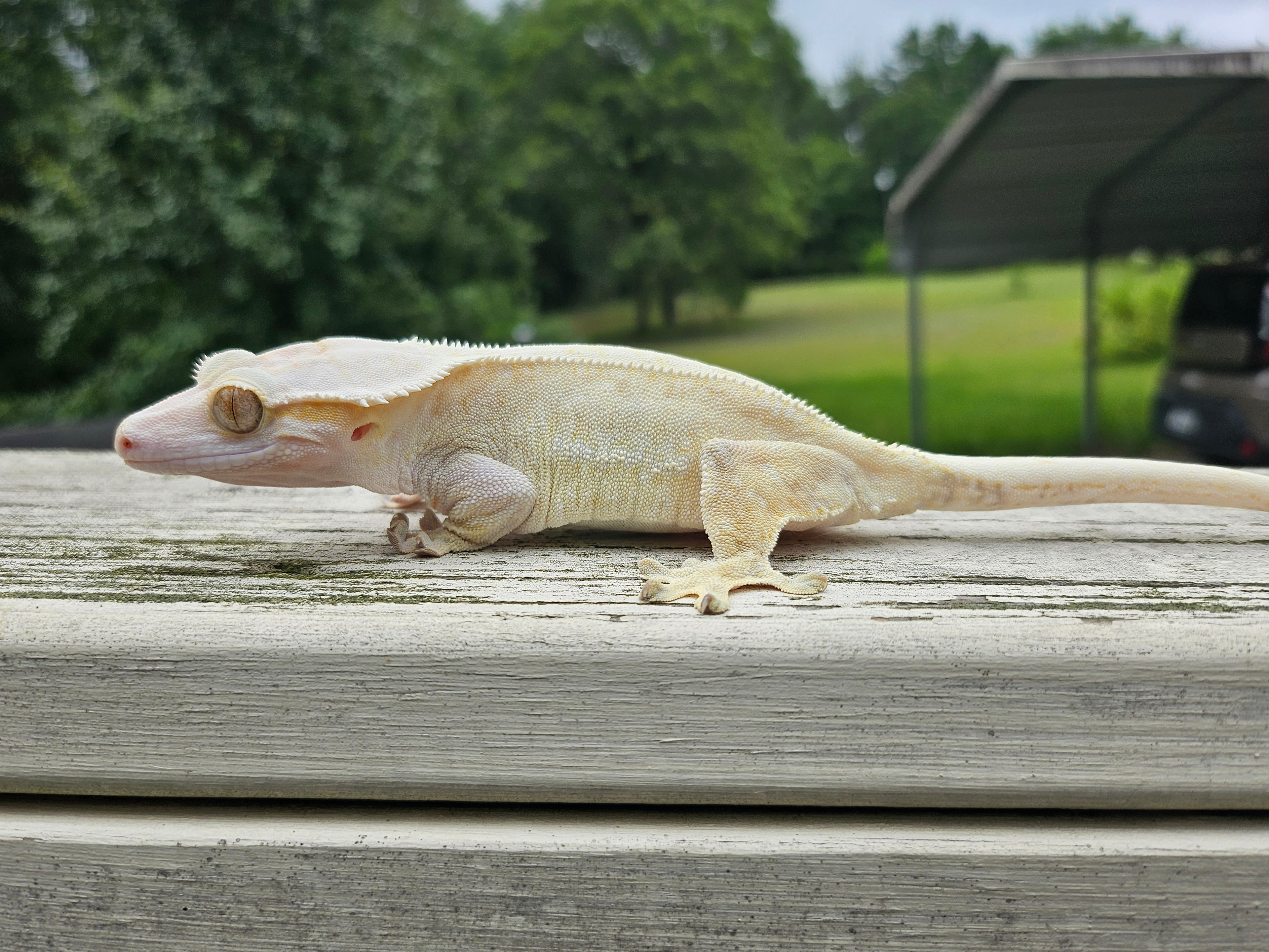 Snow White