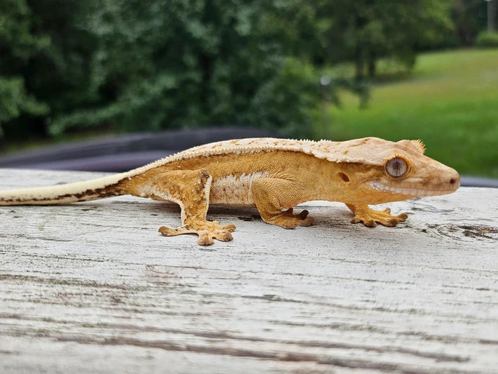 Yellow Quad Stripe female