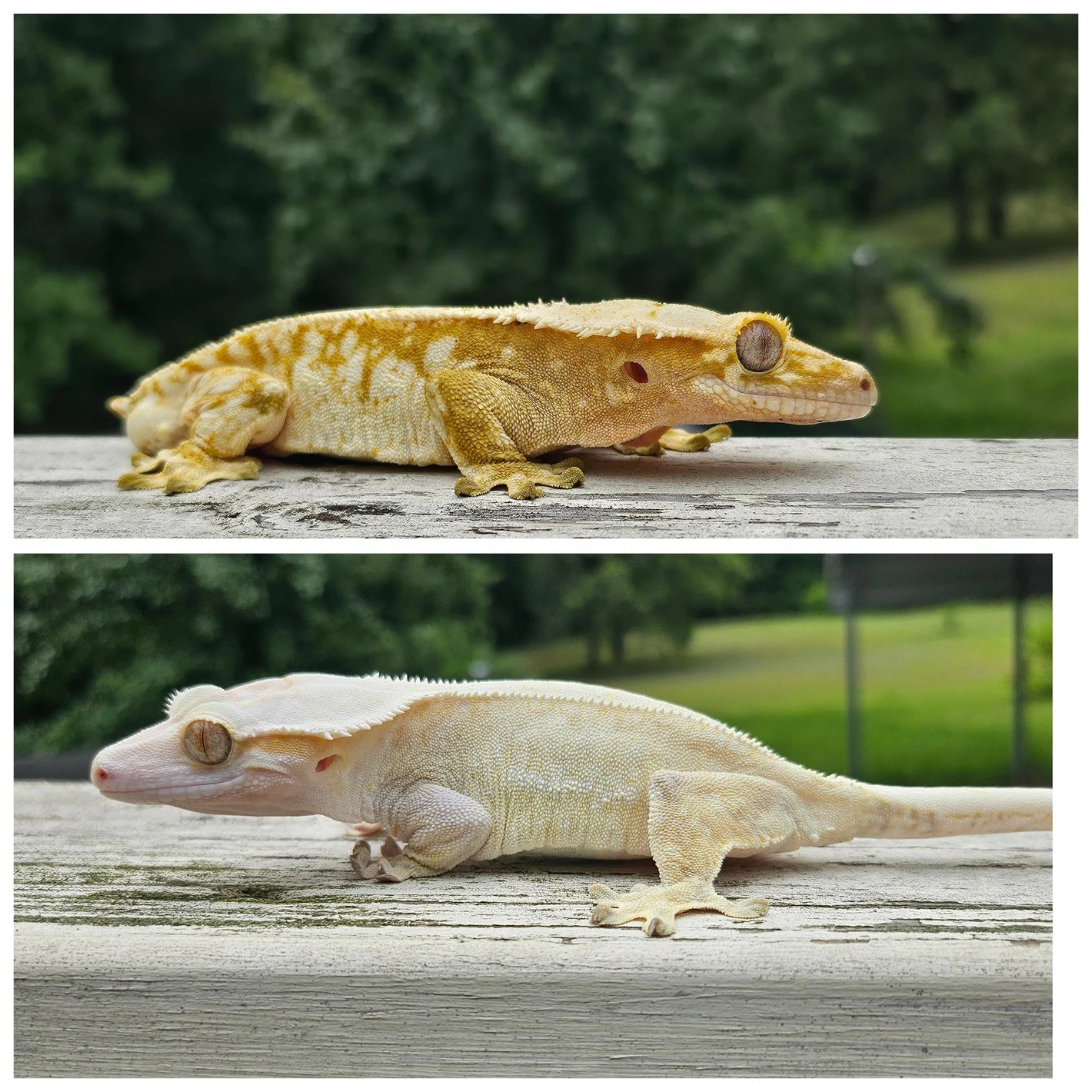 Yellow Quad Stripe female