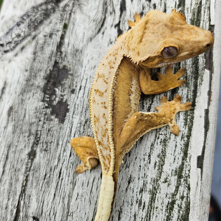 Yellow Quad Stripe female