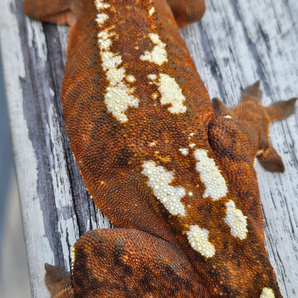 Chorizo