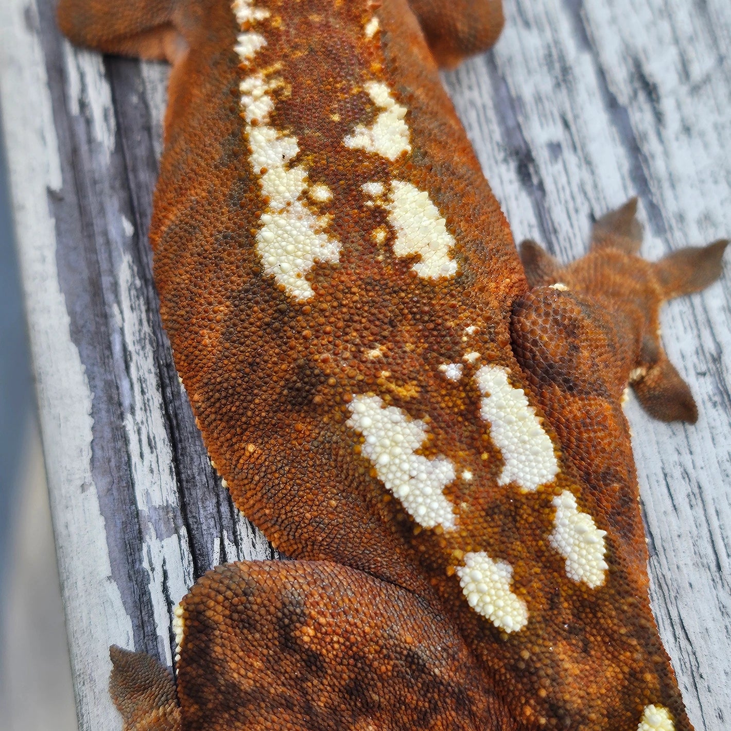 Chorizo